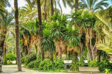 Elche, Spain - August 2021 : Historical center in summertime