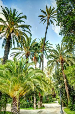 Palmeral of Elche, Spain