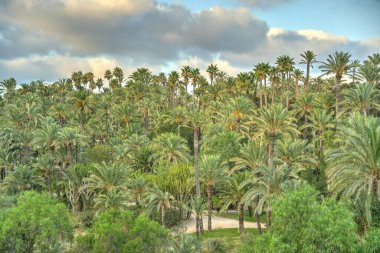 Palmeral of Elche, Spain
