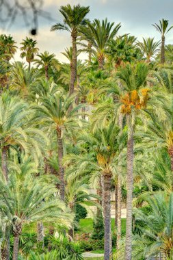 Palmeral of Elche, Spain