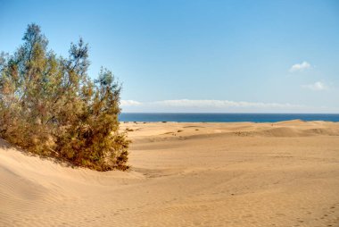 Dunes in Maspalomas, Grand Canary, Spain