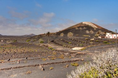 La Geria wine region, Lanzarote, Spain