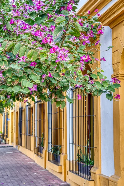 Mazatlan Sinaloa Mexico January 2022 Historical Center Sunny Weather — Photo