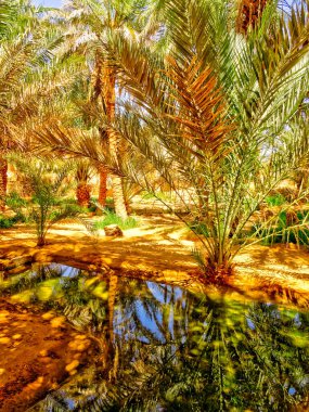 TIMIMOUN, ALGERIA - MARCH 2016: Saharan desert in sunny weather