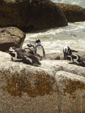 Cape Town, South Africa - January 2015 : Muizenberg Beach in summertime