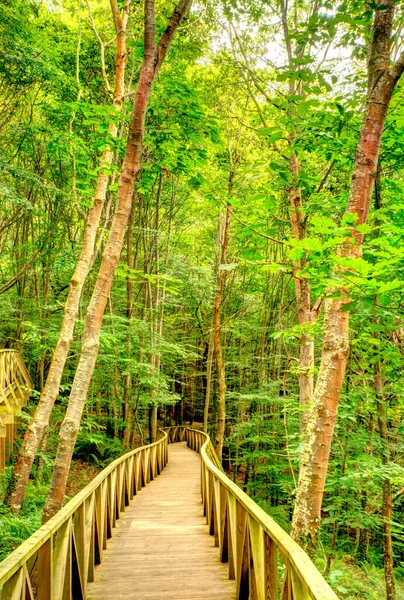 Sonbaharda güzel bir orman.