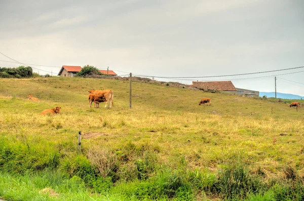 Beautiful Landscape Cantabria Northern Spain — Stock Photo, Image