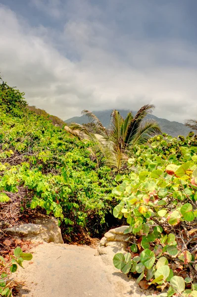 Tayrona National Park Landscape Colombia — 图库照片