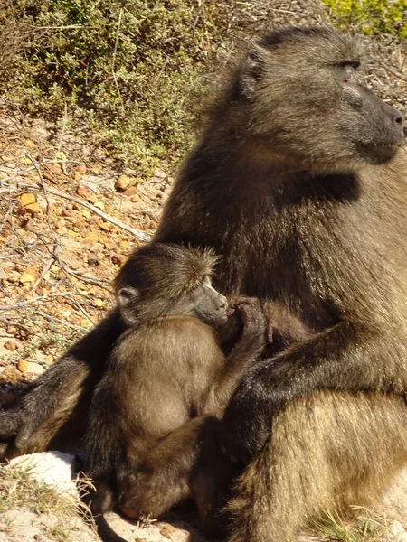 Cape Town, South Africa - January 2015 : closeup view of monkeys