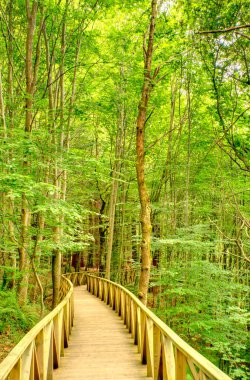 Sonbaharda güzel bir orman.