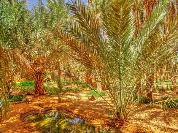 Timimoun Algeria March 2016 Saharan Desert Sunny Weather — Photo