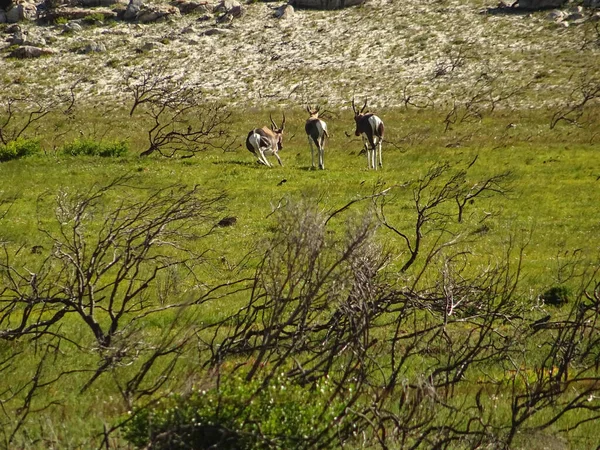Cape Town, South Africa - January 2015 : antelopes in summertime