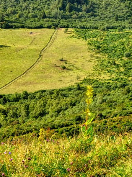 Gröna Kullar Och Skog Bergen — Stockfoto