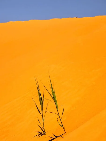 Timimoun Algeria March 2016 Saharan Desert Sunny Weather — 图库照片