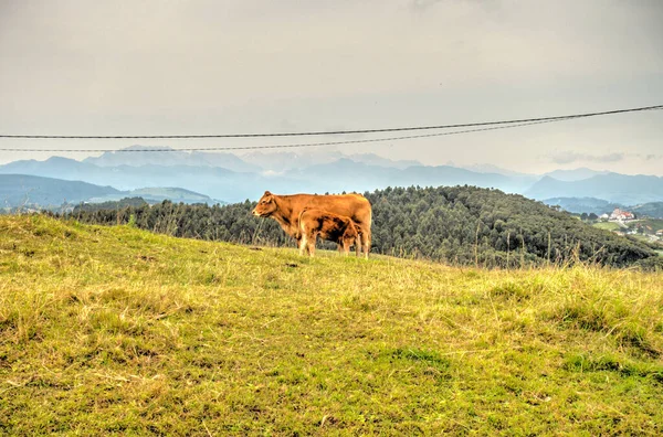 Beautiful Landscape Cantabria Northern Spain — Stok fotoğraf