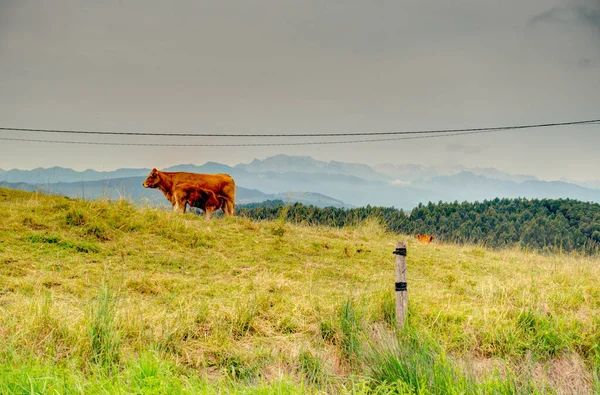 Beautiful Landscape Cantabria Northern Spain — Stok fotoğraf