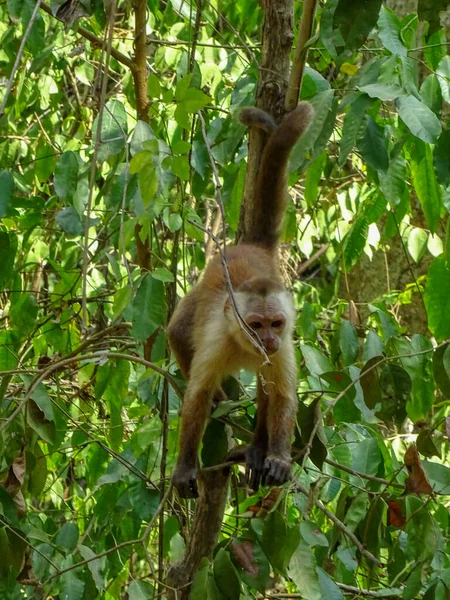 Tayrona National Park Landscape Colombia — Fotografia de Stock