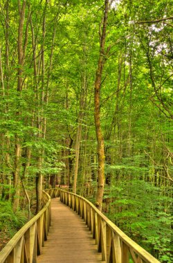Sonbaharda güzel bir orman.