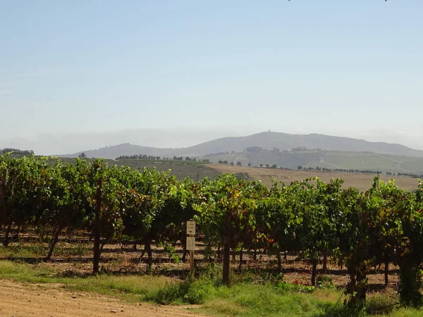 Stellenbosch South Africa January 2015 City Center Summertime — Stok fotoğraf