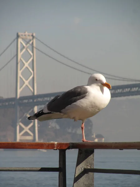 San Francisco Usa Seagull Close Beautiful View — Stock Photo, Image