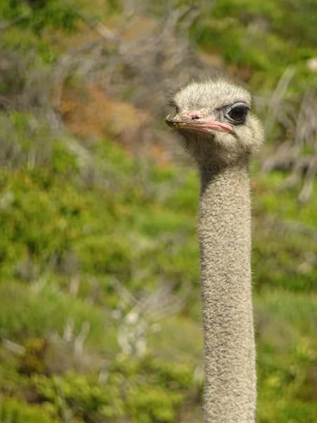 Cape Town, South Africa - January 2015 : ostrich in summertime