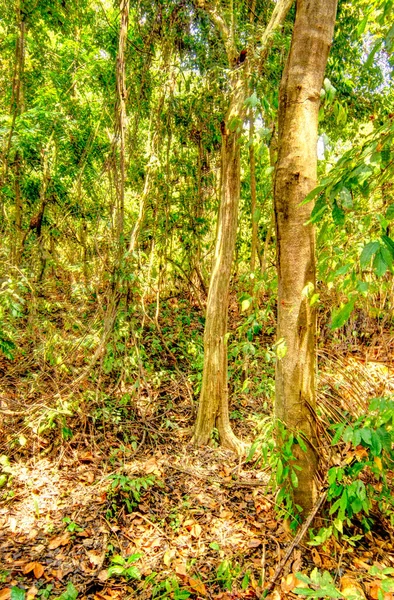 Tayrona National Park Landscape Colombia — Stockfoto