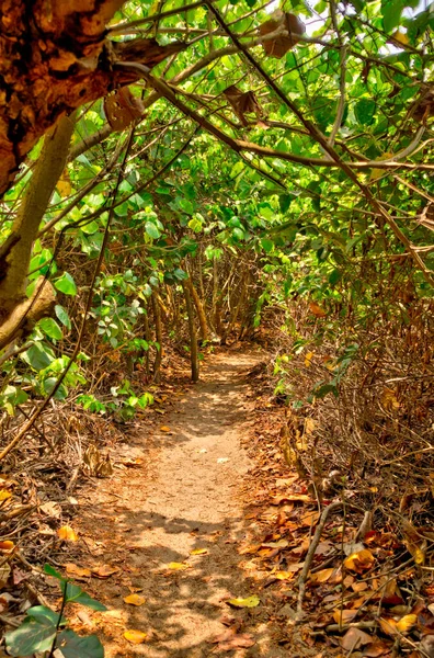 Tayrona National Park Landscape Colombia — 图库照片