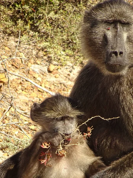 Cape Town, South Africa - January 2015 : monkeys in summertime