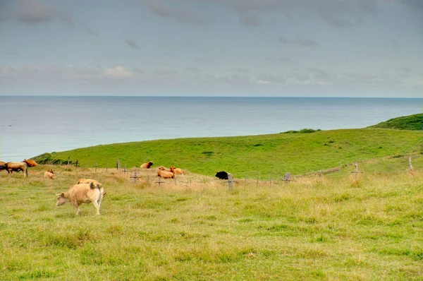 Beautiful Landscape Cantabria Northern Spain — Zdjęcie stockowe