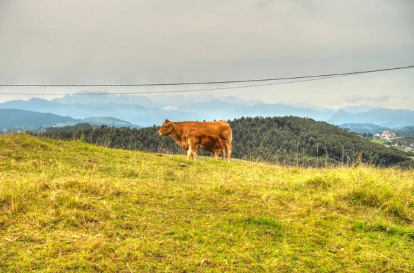 Beautiful Landscape Cantabria Northern Spain — ストック写真