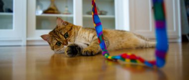 Cute Brown British Shorthair Kitten