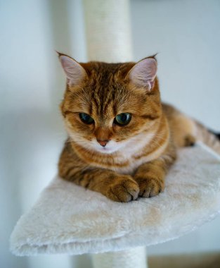 Cute Brown British Shorthair Kitten