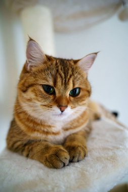 Cute Brown British Shorthair Kitten