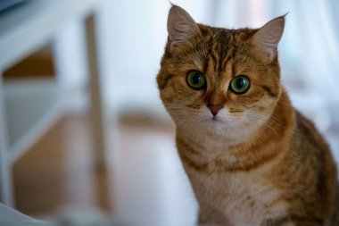 Cute Brown British Shorthair Kitten