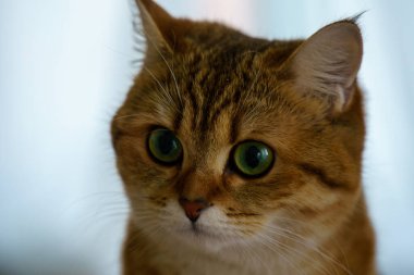 Cute Brown British Shorthair Kitten