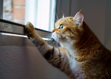 Cute Brown British Shorthair Kitten
