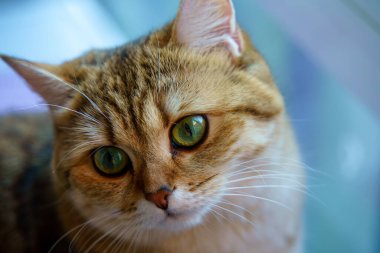 Cute Brown British Shorthair Kitten