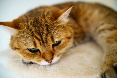 Cute Brown British Shorthair Kitten