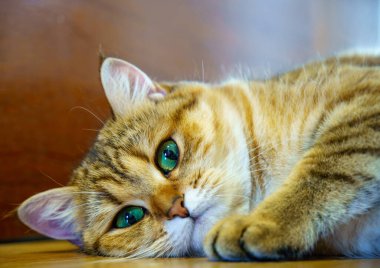 Cute Brown British Shorthair Kitten