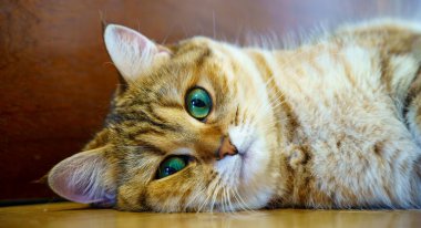 Cute Brown British Shorthair Kitten