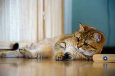 Cute Brown British Shorthair Kitten