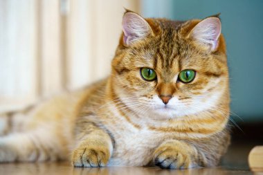 Cute Brown British Shorthair Kitten