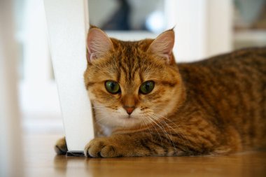 Cute Brown British Shorthair Kitten