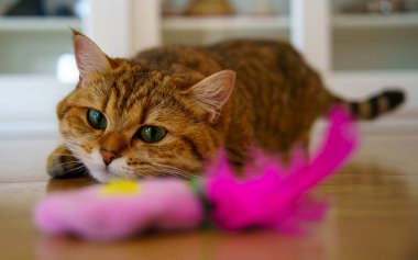 Cute Brown British Shorthair Kitten
