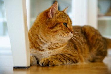 Cute Brown British Shorthair Kitten