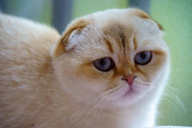 Cute White Scottish Fold Kitten