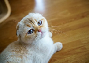 Cute White Scottish Fold Kitten