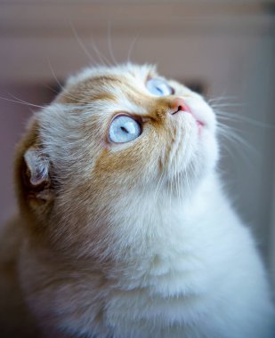 Cute White Scottish Fold Kitten