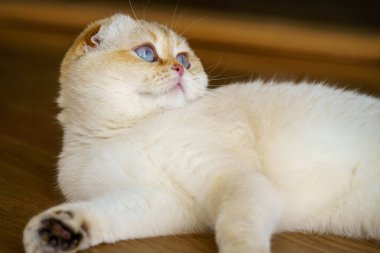 Cute White Scottish Fold Kitten