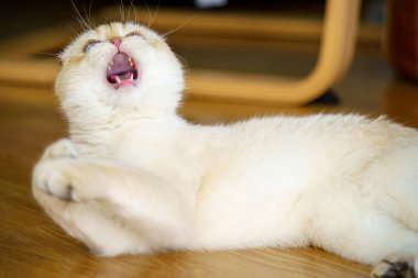 Cute White Scottish Fold Kitten